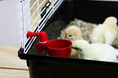 RentACoop 32oz(1L) Automatic Drinker - BPA-Free Waterer with Auto-Fill Cup - Suitable for Chicks, Quail, Pigeons, Doves, and Other Smaller Birds - Image 3