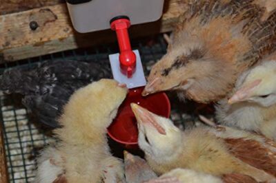 RentACoop 32oz(1L) Automatic Drinker - BPA-Free Waterer with Auto-Fill Cup - Suitable for Chicks, Quail, Pigeons, Doves, and Other Smaller Birds - Image 4